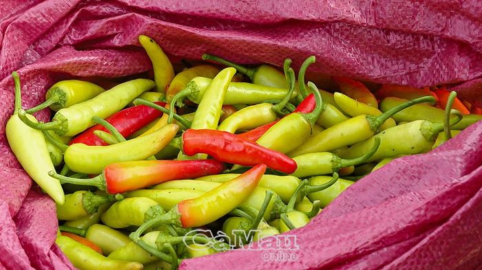 Bà con tham gia mô hình liên kết được HTX Lộc Tím bao tiêu thu mua ớt với giá 55.000 đồng/kg.