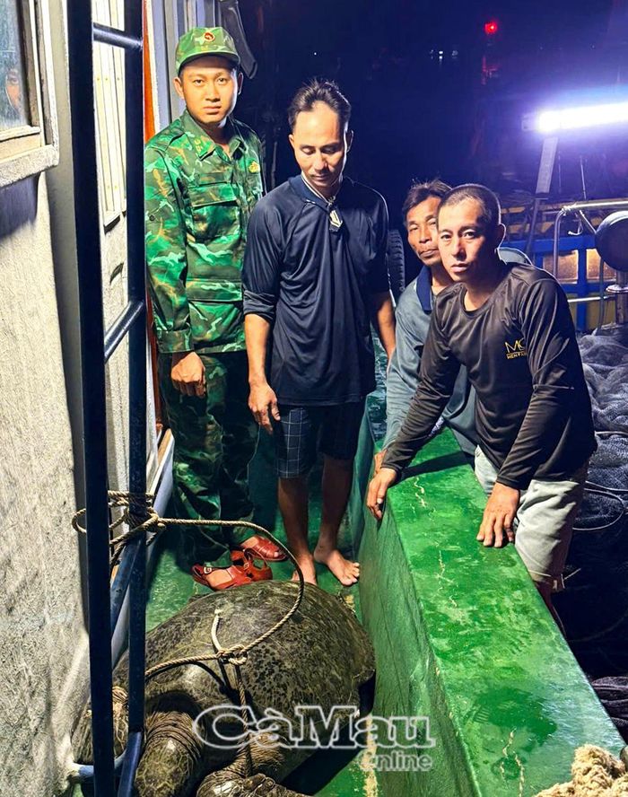 Ông Trần Bé Ngoan phát hiện, đưa cá thể vích lên tàu và trình báo Đồn Biên phòng Đất Mũi