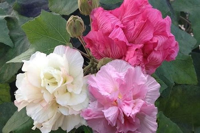 Cây phù dung là loài hoa quen thuộc trong đời sống người Việt. Ảnh minh họa.