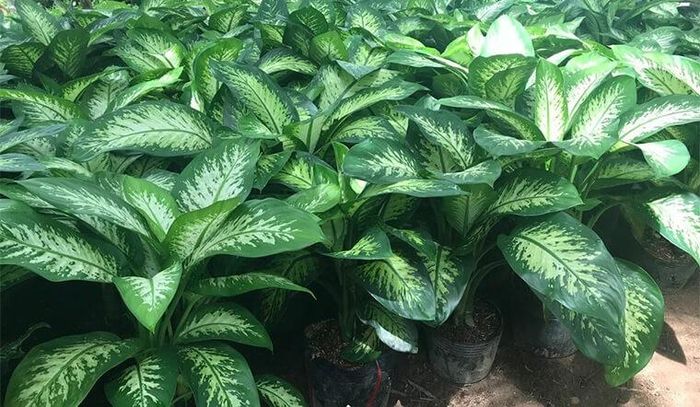 Một trong những lợi ích dễ nhận thấy nhất là khả năng làm đẹp không gian sống. Ảnh minh họa.