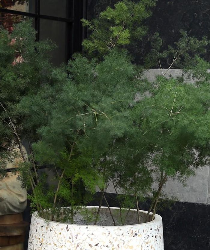 Cây tùng nho đã được xem là biểu tượng của sự trường thọ, sức sống mãnh liệt và khả năng vượt qua mọi khó khăn, gian khổ.