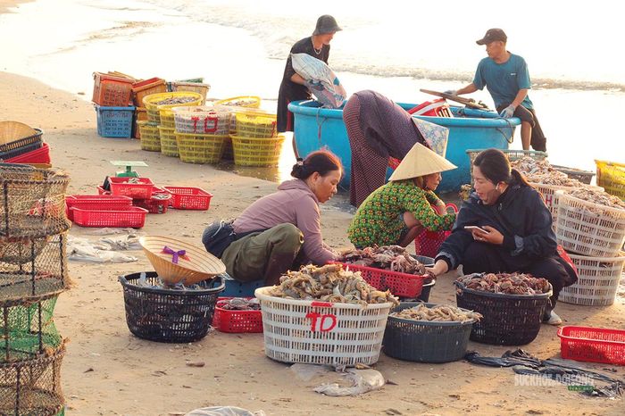 Hải sản được phân loại ngay trên cát.