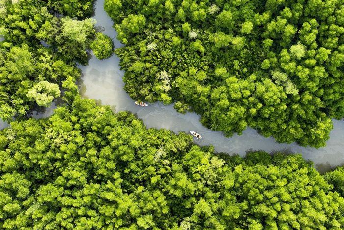 Du khách trải nghiệm chèo SUP giữa rừng đước. Ảnh: Linh Huỳnh.