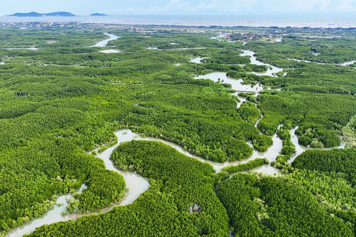 Khu Dự trữ sinh quyển Rừng ngập mặn Cần Giờ nhìn từ trên cao. Ảnh: Linh Huỳnh.