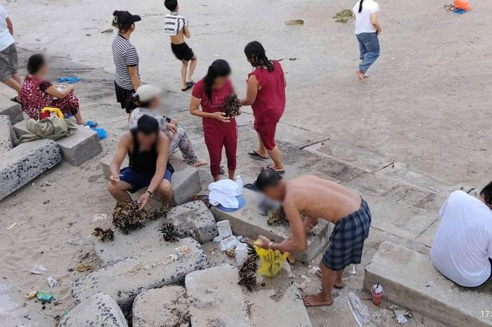 Hình ảnh nhóm du khách mang san hô tại biển Hòn Chồng về. Ảnh: BQL vịnh Nha Trang.