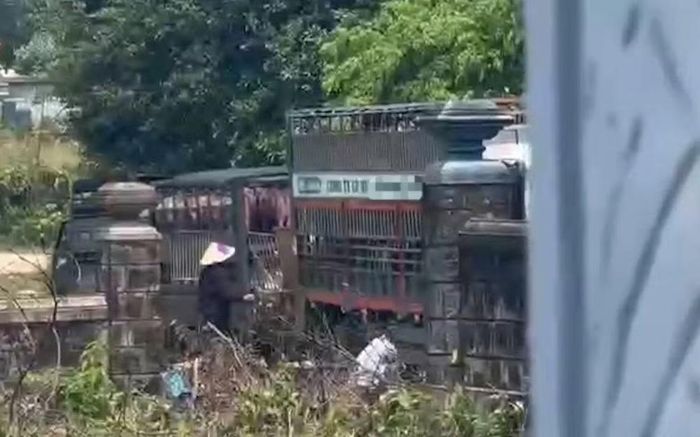 Lợn bệnh được chuyển từ xe chuyên dụng sang các xe tải nhỏ, sau đó đưa về lò mổ. (Ảnh: Công an tỉnh Quảng Trị)