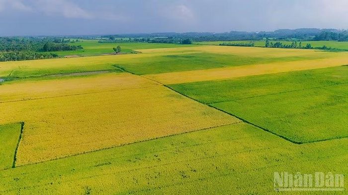 Nhờ hạ tầng thủy lợi hoàn chỉnh, nông dân xã Hưng Mỹ, tỉnh Vĩnh Long canh tác 3 vụ lúa/năm.