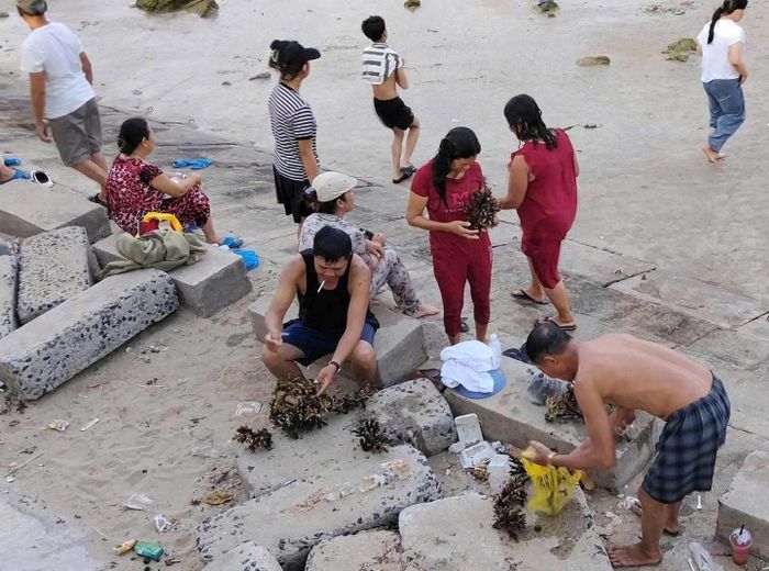 Nhóm du khách bỏ san hô vào bịch nilông, mang về