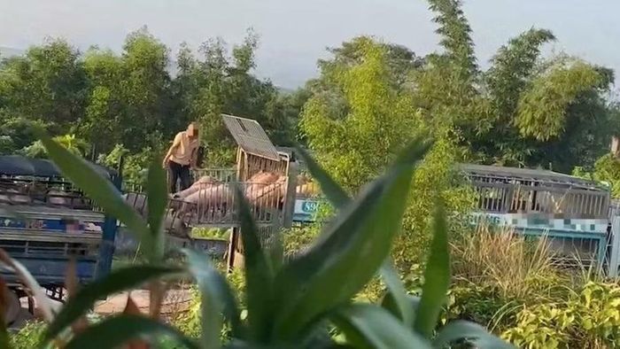 Các bị can bị bắt quả tang hành vi vận chuyển lợn nhiễm bệnh.