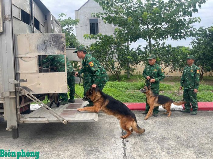 Cán bộ, huấn luyện viên đưa chó nghiệp vụ lên xe chuyên dụng, chuẩn bị cơ động đến xã Mường Than, tỉnh Lai Châu. Ảnh: Quang Thanh