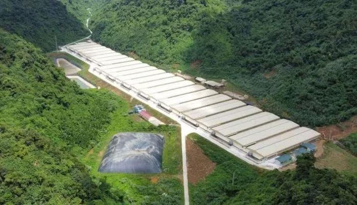 Một góc trang trại chăn nuôi lợn của Công ty TNHH Dabaco Thanh Hóa.