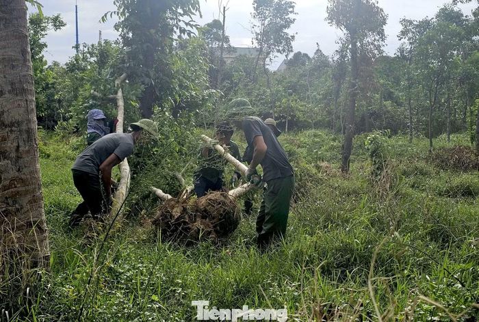 Bên trong khu "đất vàng", nhiều diện tích bị cỏ dại bao phủ, cây mọc um tùm. Một số khoảng đất được chia thành từng luống nhỏ để trồng các loại cây cảnh trong thời gian dự án chưa triển khai.