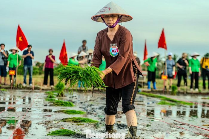 Bà Lê Thị Sáu (54 tuổi, đội cấy phường Phong Cốc) cho biết trước đó bà được tuyển chọn và luyện tập thêm để đảm bảo thể hiện cấy đúng kỹ năng, kỹ thuật và tinh thần thi đua sản xuất của cư dân nông nghiệp truyền thống.