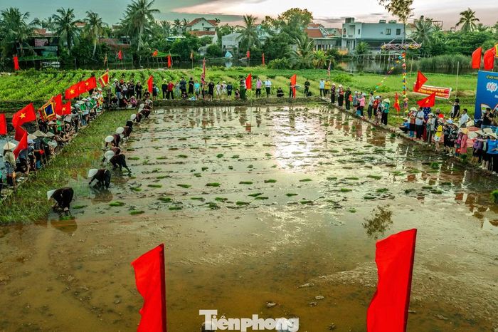 Ngày 19/7 (tức 6/6 âm lịch năm Bính Ngọ), tại đình Phong Cốc, UBND phường Phong Cốc, tỉnh Quảng Ninh tổ chức lễ hội xuống đồng gồm nhiều hoạt động văn hóa, thể thao và lễ hội trong đó có Hội thi cấy.