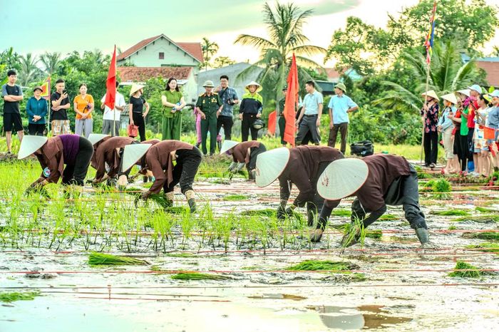Năm nay, tại khu vực thi cấy, 10 nữ nông dân đại diện cho 10 khu của vùng đảo Hà Nam sẽ mặc áo nâu truyền thống thoăn thoắt cắm những cây mạ ngay hàng thẳng lối trong sự hò reo cổ vũ và tiếng trống rộn ràng, báo hiệu một vụ mùa bội thu phía trước.