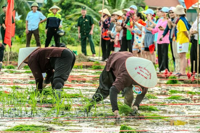 Sau khi tiếng còi thông báo cuộc thi bắt đầu, các thí sinh tất bật tách cây lúa từ những bó mạ để cấy xuống ruộng.