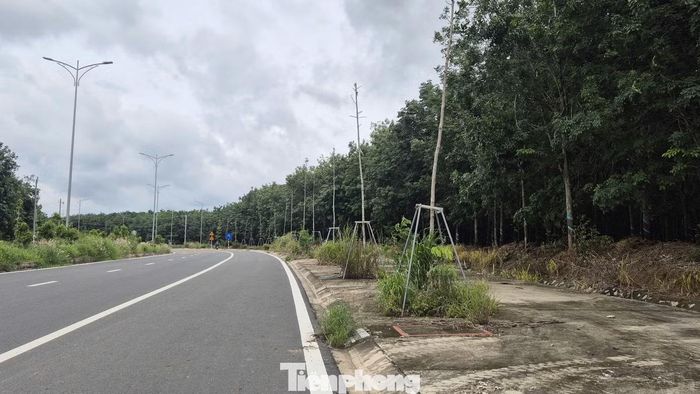 Có tới hàng trăm cây xanh khô héo, chết bất thường dọc hai bên đường khu vực xã Phú Giáo
