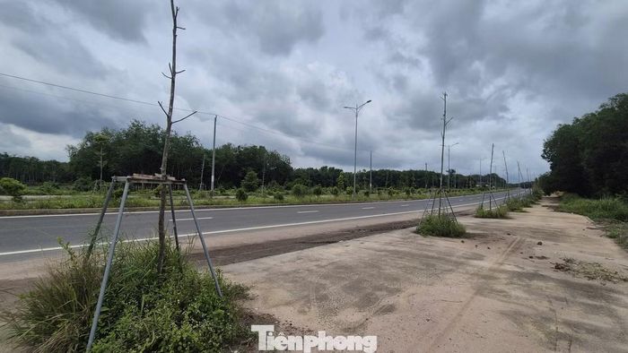Dù đang vào mùa mưa nhưng hàng loạt cây trồng chết khô