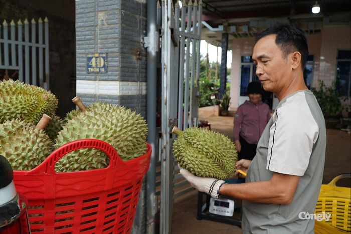 Người dân Đắk Lắk thu hoạch nông sản.