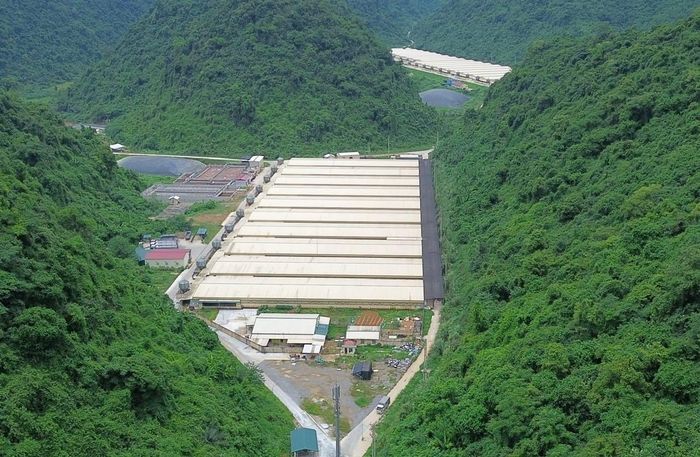 Trang trại lợn nơi xảy ra sự việc.