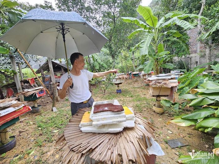 Mùa khai thác mật kéo dài từ tháng 2 đến tháng 7 âm lịch. Ảnh: Hải Sâm
