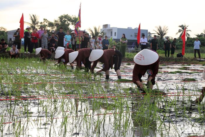 Các nông dân là những người cấy nhanh, cấy đẹp sẽ đại diện khu vực thi tại lễ hội xuống đồng