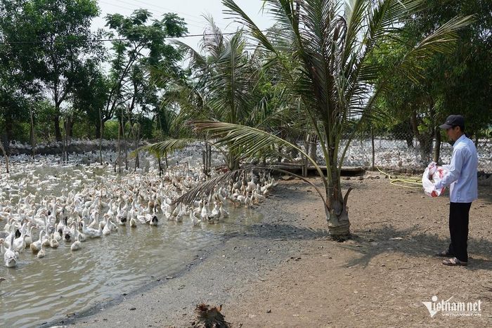 Nuôi vịt theo quy trình khép kín, nông dân Quảng Trị tạo doanh thu gần 1 tỷ đồng/năm. Ảnh: L.C