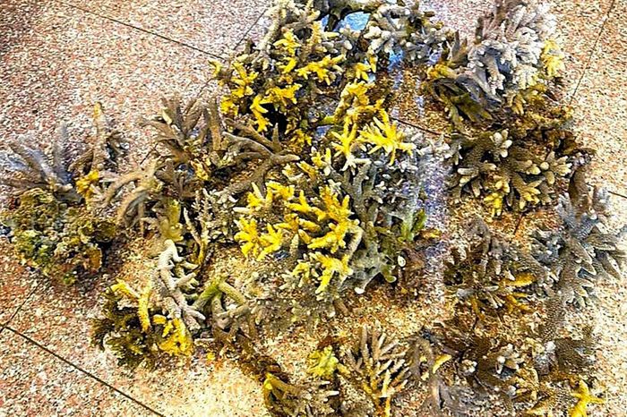 Hơn 10kg san hô ở khu vực biển Hòn Chồng bị du khách bẻ đưa về làm quà lưu niệm. Ảnh: Ngọc Vân
