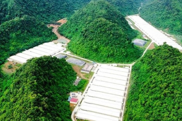 Trang trại lợn của Công ty TNHH Dabaco Thanh Hóa. Ảnh: CTV