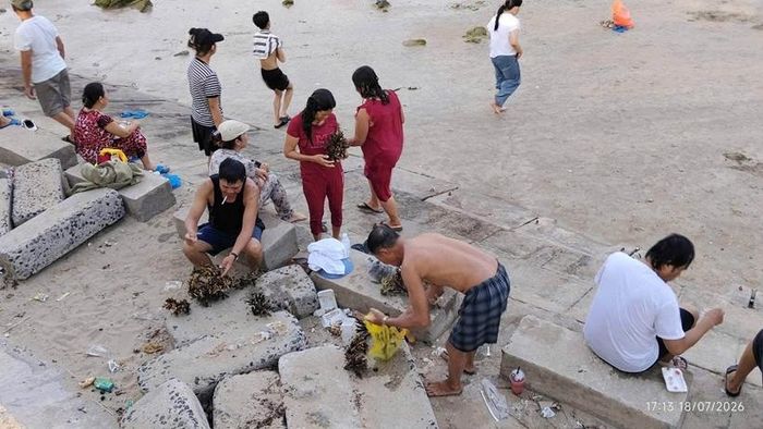 Trong khi tắm biển, nhóm du khách bẻ san hô tại bãi biển Hòn Chồng, Bắc Nha Trang.