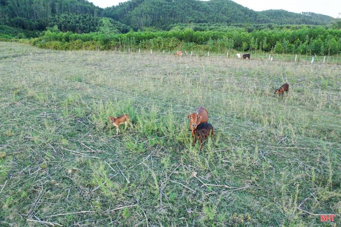 Diện tích chăn thả đang ngày càng bị thu hẹp, thị trường tiêu thụ bấp bênh khiến nông dân Hà Tĩnh không còn mặn mà với chăn nuôi trâu, bò.