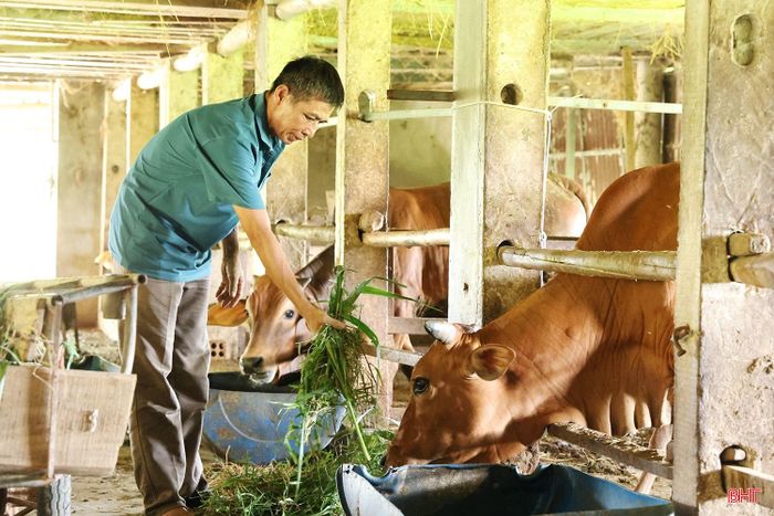 Ông Bùi Đức Hãn (thôn Quốc Tuấn, xã Cẩm Duệ) giảm quy mô đàn trâu, bò vì hiệu quả kinh tế thấp.