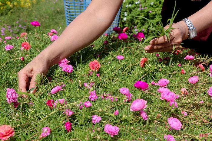 Để duy trì không gian xanh, bên cạnh ý thức gìn giữ của học sinh, cán bộ, giáo viên và nhân viên nhà trường luôn tranh thủ thời gian sau giờ làm việc hoặc những ngày cuối tuần để cắt tỉa cây xanh, nhổ cỏ, chăm sóc từng bồn hoa, góc sân trường.