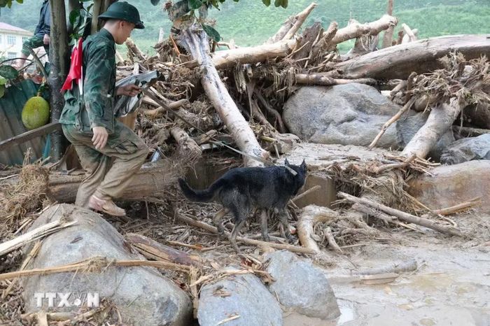 Bộ Chỉ huy quân sự tỉnh Lai Châu huy động chó nghiệp vụ đến hiện trường tìm kiếm nạn nhân. (Ảnh: Nguyễn Oanh/TTXVN)