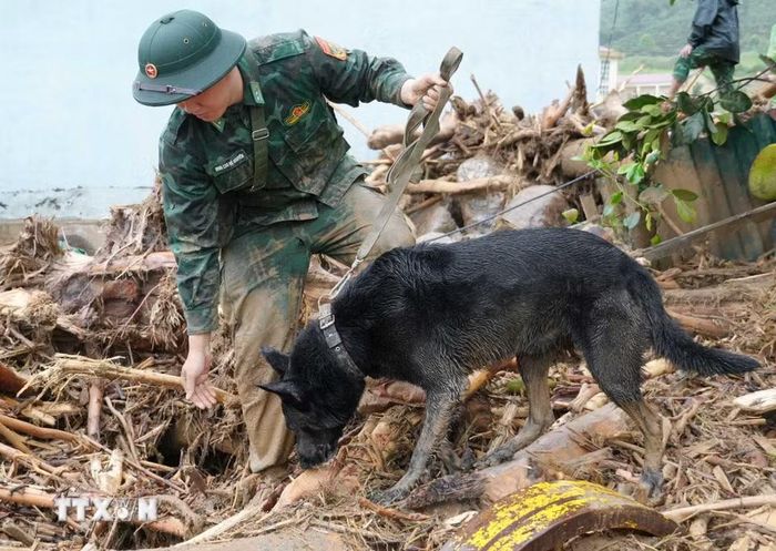 Bộ Chỉ huy quân sự tỉnh Lai Châu huy động chó nghiệp vụ đến hiện trường tìm kiếm nạn nhân. (Ảnh: Nguyễn Oanh/TTXVN)