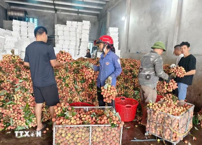 Các điểm cân, mua vải thiều. (Ảnh: Thanh Thương/TTXVN)