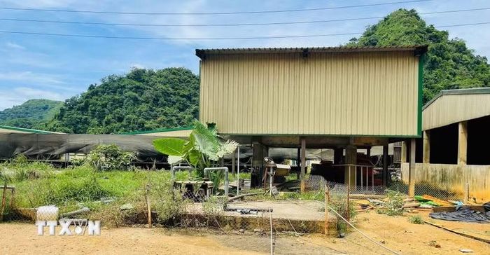 Hiện trường vụ tai nạn lao động khiến 5 người tử vong và 2 người bị thương tại trang trại Công ty TNHH DABACO Thanh Hóa. (Ảnh: TTXVN phát)