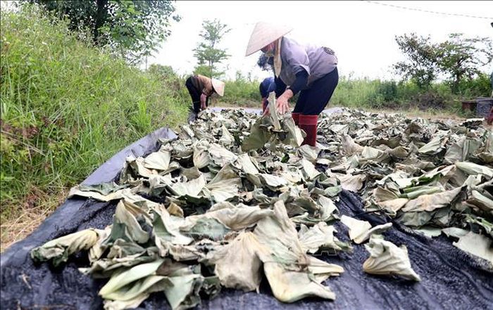 Chuyển đổi từ những vùng canh tác kém hiệu quả sang trồng cây dược liệu đang là hướng đi mới với nhiều nông dân ở Hưng Yên. Ảnh: Thu Hoài/TTXVN