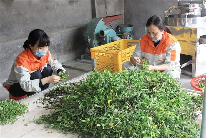 Thành viên Hợp tác xã nông dược Gota Farm (xã Bắc Thụy Anh, tỉnh Hưng Yên) sơ chế các loại cây dược liệu. Ảnh: Thu Hoài/TTXVN