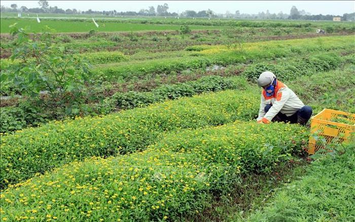 Hiện toàn tỉnh Hưng Yên có khoảng 2.000 ha cây dược liệu hàng năm và cây dược liệu, hương liệu lâu năm. Ảnh: Thu Hoài/TTXVN