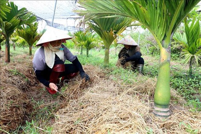 Chăm sóc vùng trồng cây dược liệu tại Hợp tác xã Dược liệu Vân Đài (xã Hồng Minh, tỉnh Hưng Yên). Ảnh: Thu Hoài/TTXVN