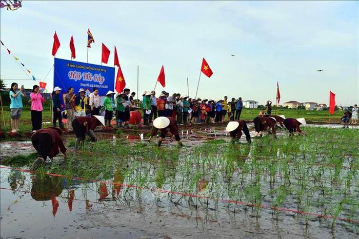 Hội thi cấy lúa.
