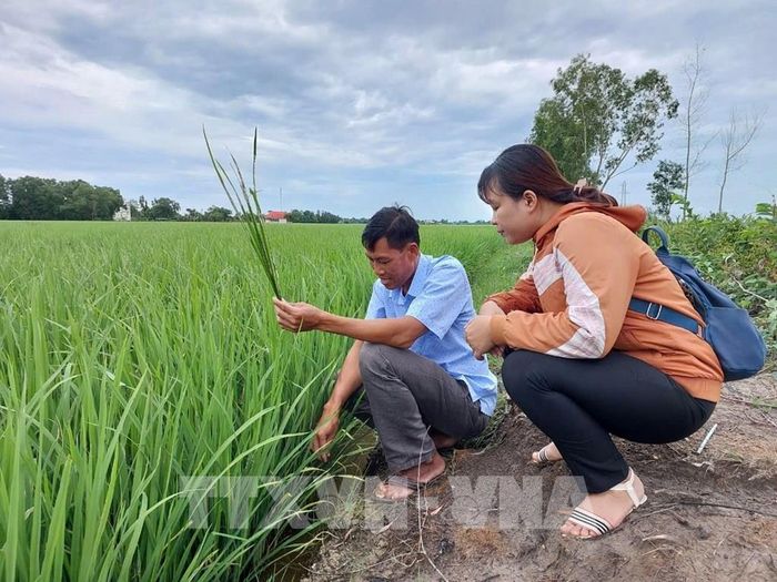 Tỉnh Quảng Trị đã hoàn thành chuyển đổi 75 mã số vùng trồng và 2 mã số cơ sở đóng gói, đạt 100% kế hoạch. Ảnh minh họa: TTXVN