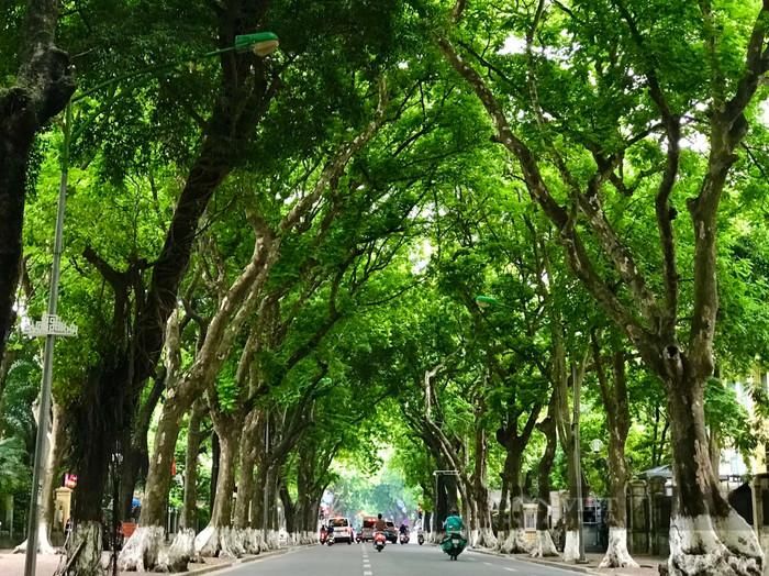 Hàng cây sấu trên phố Phan Đình Phùng. Ảnh: báo Dân Việt