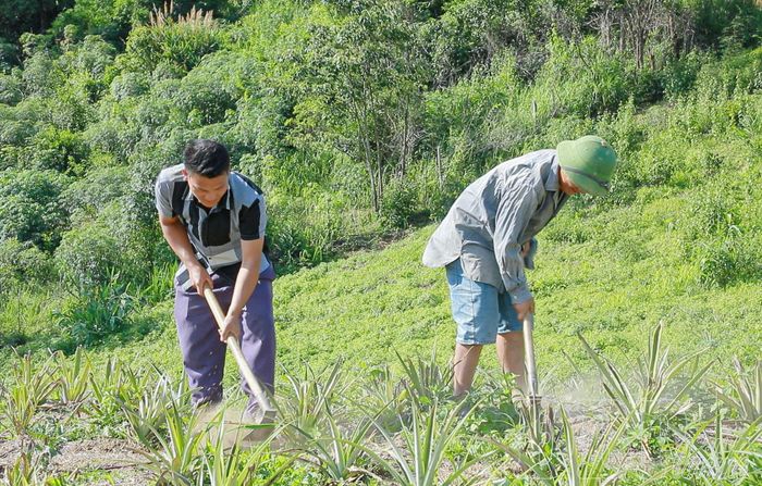 Người dân chăm sóc dứa.