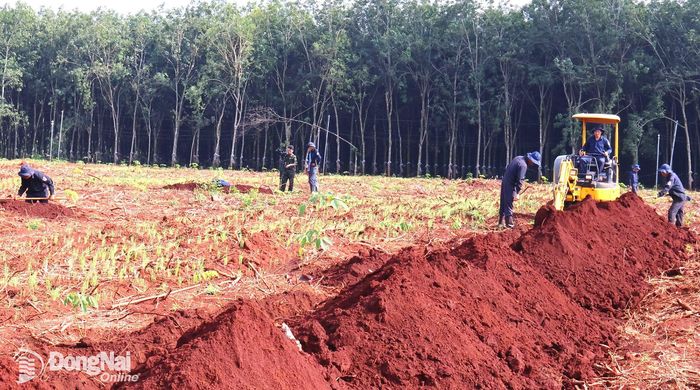 Lực lượng tìm kiếm đào tìm khu vực xung quanh các vị trí mở rộng, xã Minh Đức, thành phố Đồng Nai. Ảnh: Nguyệt Hà