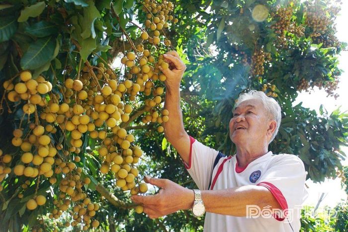 Ông Nguyễn Nhất Linh, thành viên gắn bó từ những ngày đầu với Canh Tân Hội quán, mạnh dạn áp dụng quy trình sản xuất an toàn, góp phần nâng cao chất lượng trái nhãn và hiệu quả kinh tế.