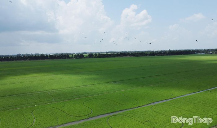 Nhiều cá thể cò ốc bay về cánh đồng lúa để săn mồi.