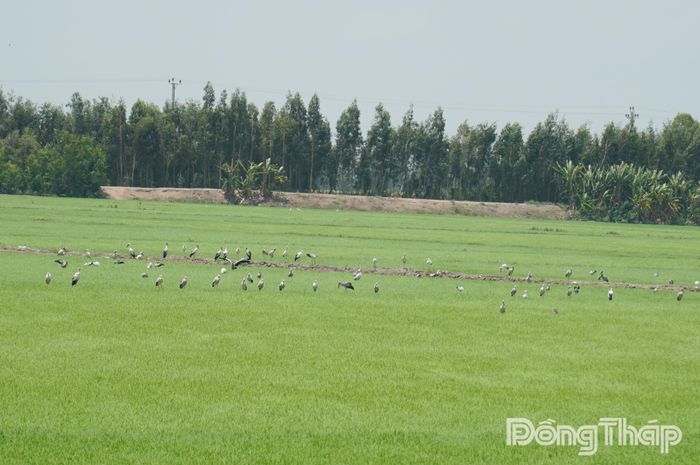 Rất đông cá thể cò ốc đậu trên cánh đồng tại xã Hưng Thạnh.
