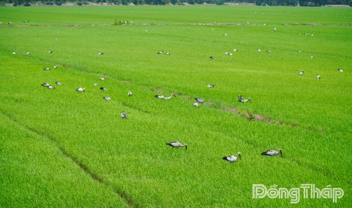 Đàn cò ốc quý hiếm về tìm mồi tại xã Hưng Thạnh.